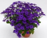 senetti_deep_blue__2p