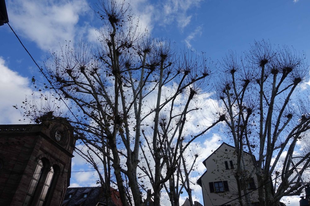 strasbourg14