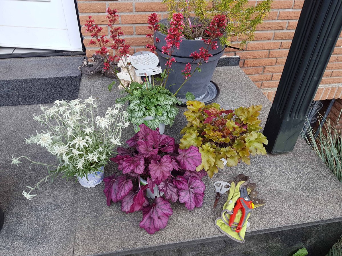 Cottage-Style Garten oder wie werde ich die Steinwüste los